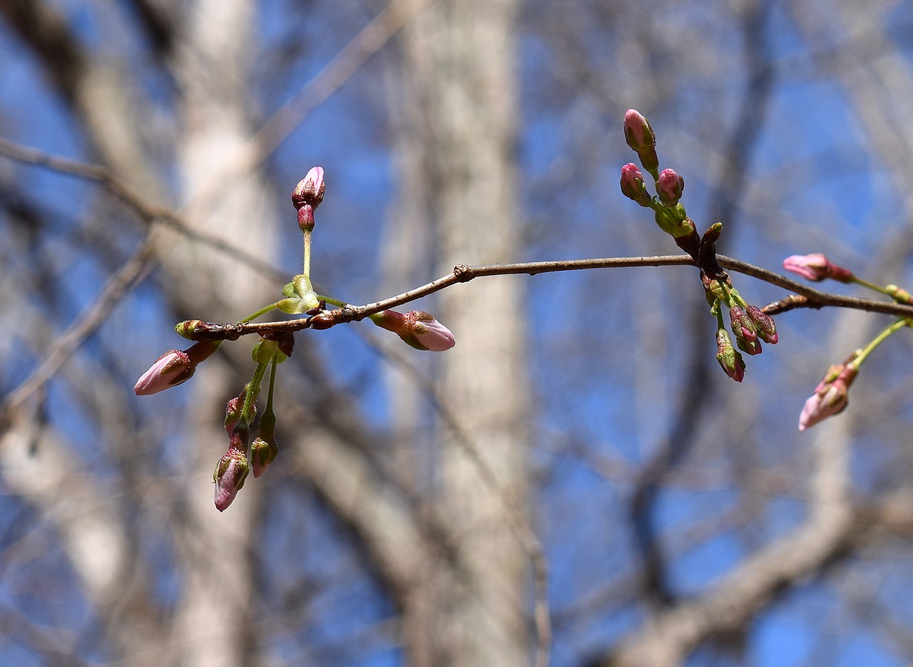 Woodland Burial pink-cherry-buds-2130716_1280