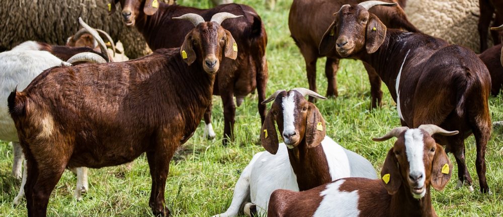 Are you a Sheep or a Goat?